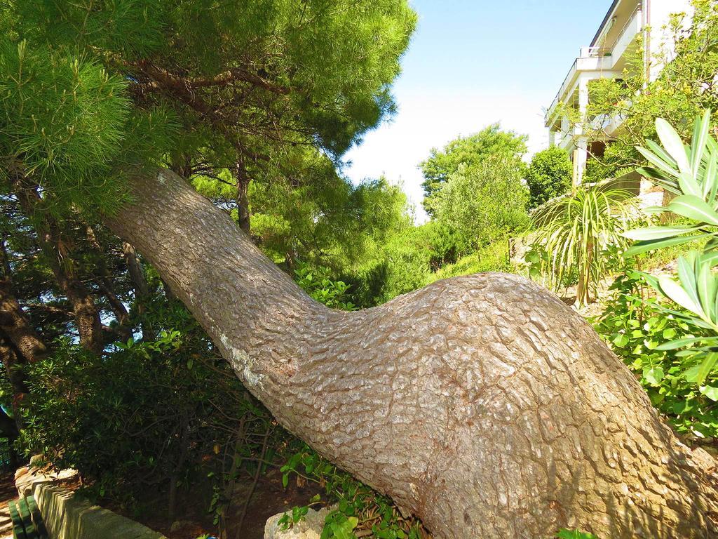 Apartments Pino Brela Εξωτερικό φωτογραφία